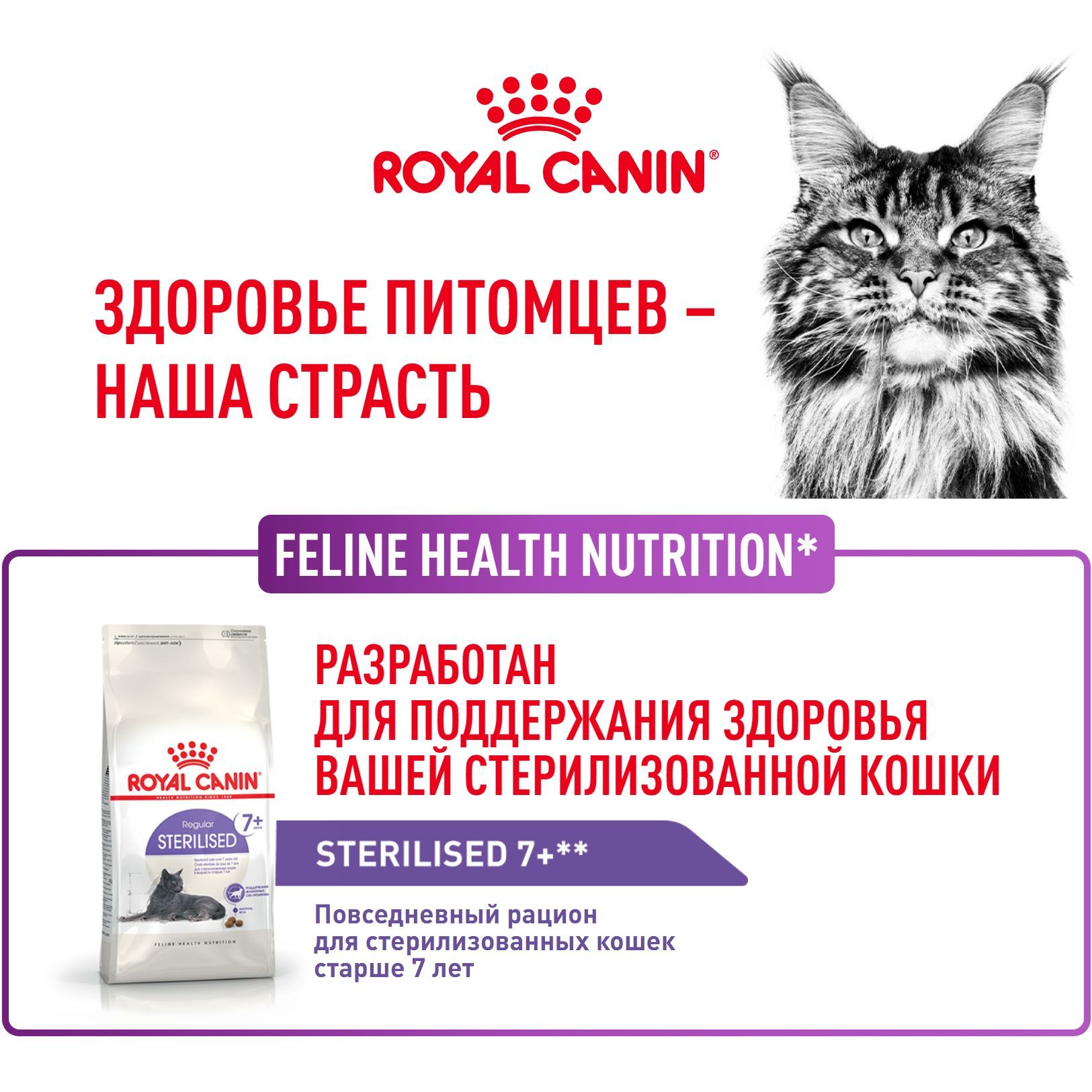 Amazon best sale royal canin