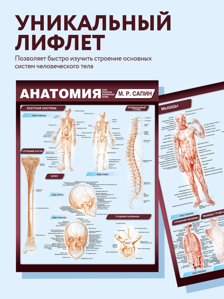 Анатомия. Самая компактная анатомическая таблица | Anatomy: The Most Compact Anatomical Chart - Ozon image 2