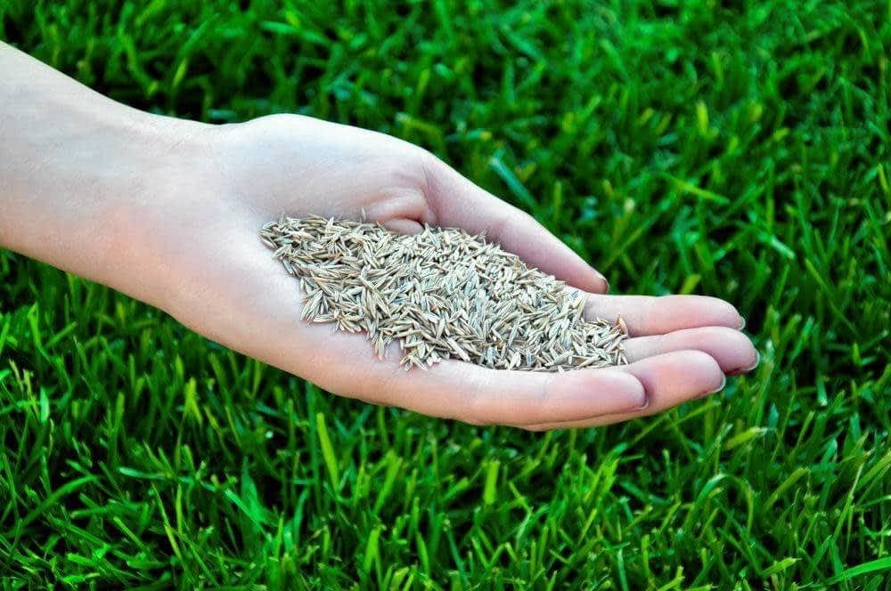 Qazon toxumu. Семена газонных трав Lawn grass Seeds. Семена газона на руке. Семена для газона реклама. Сколько нужно семян газона