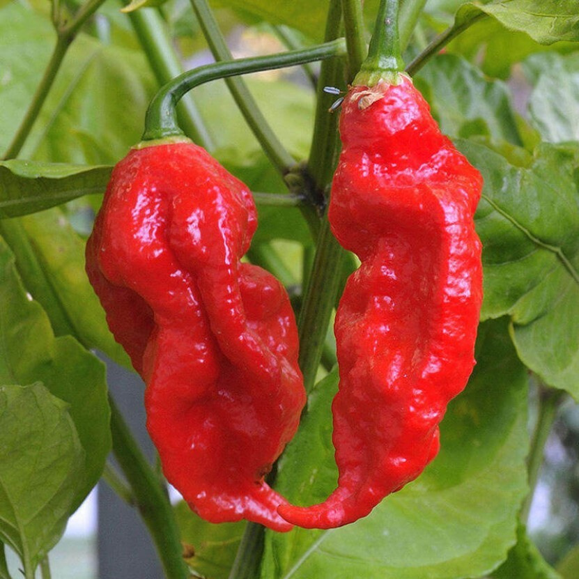 Перец острый Bhut Jolokia red семена (5 ШТ) #1