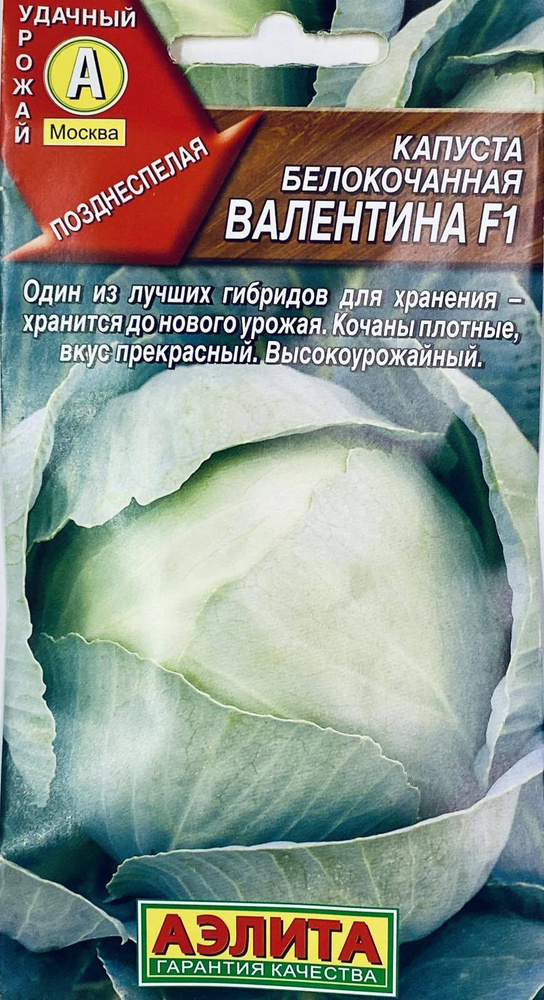 Капуста б/к Валентина, до 8 месяцев хранение #1