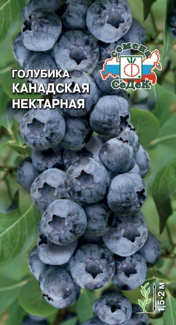 Седек Семена #1
