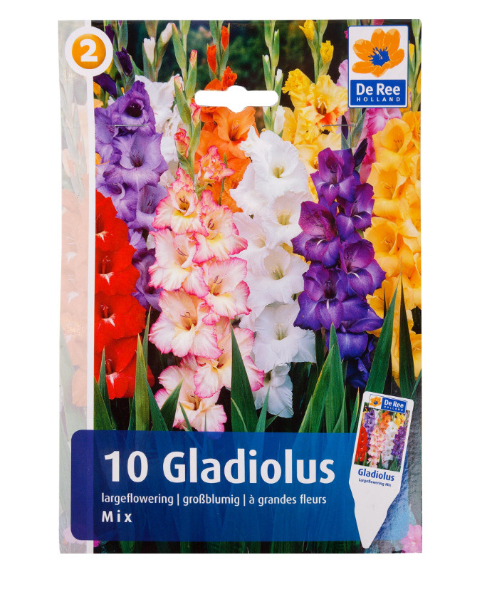 Гладиолус крупноцветковый Микс 12/14, 10 шт. #1