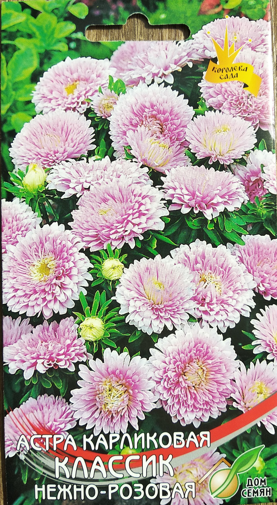 Однолетние декоративные травы, Астры однолетние Дом семян Астра Классик ...