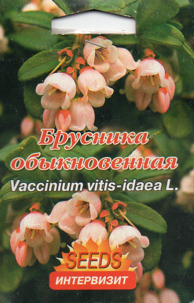 Брусника семена #1