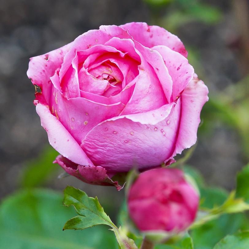 Роза чайно-гибридная Огюст Ренуар саженец - купить с доставкой по ...