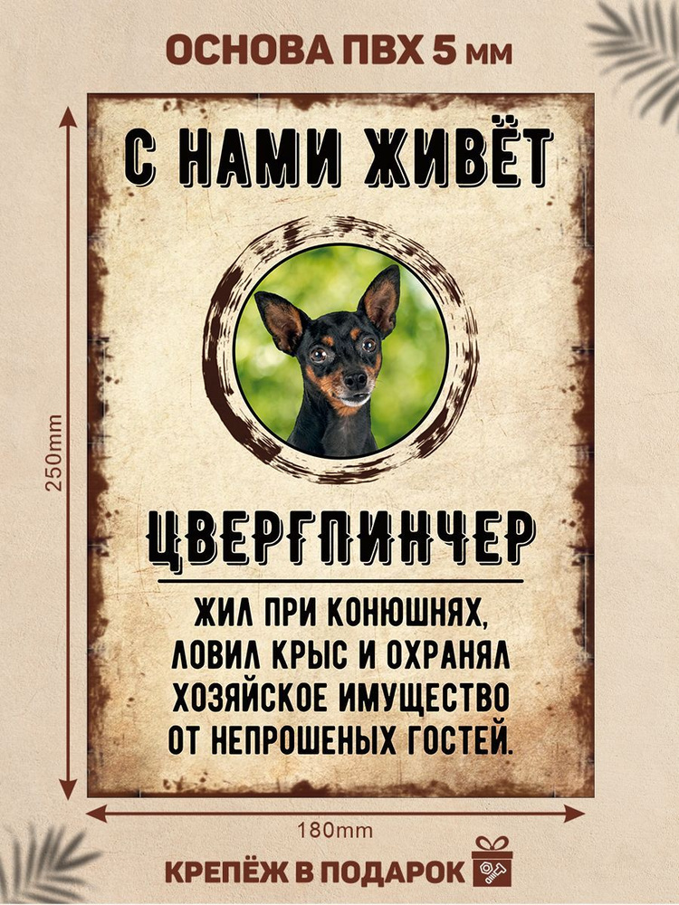 Табличка, декоративная, DANGER DOG, С нами живет Цвергпинчер, 18см х 25см  #1