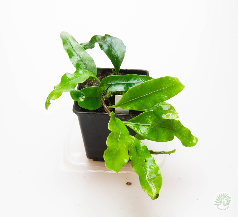 Microgramma Nitida (микрограмма нитида) #1