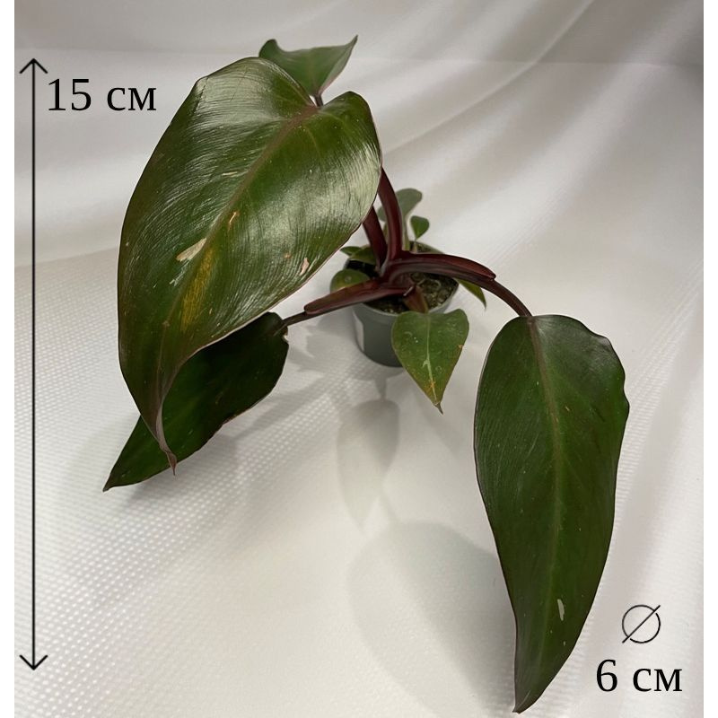 Филодендрон Пинк Принцесс 6/15 см #1