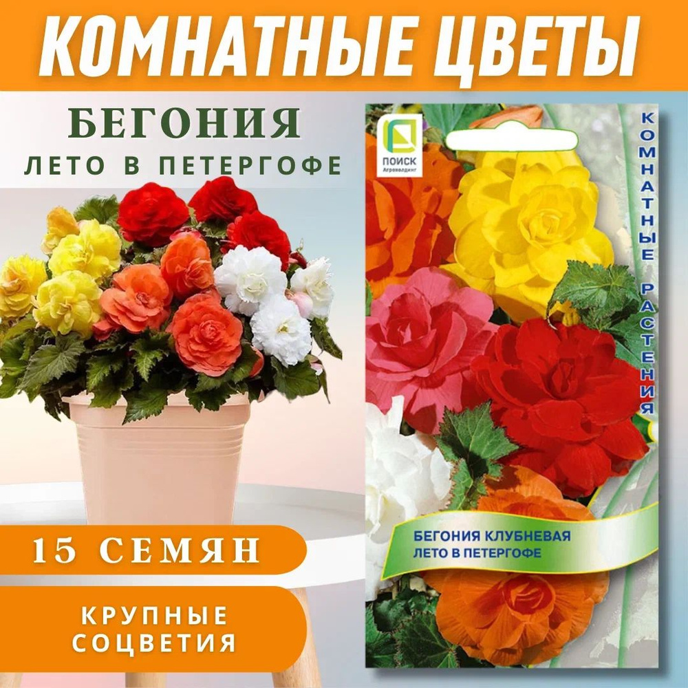 Бегония клубневая 