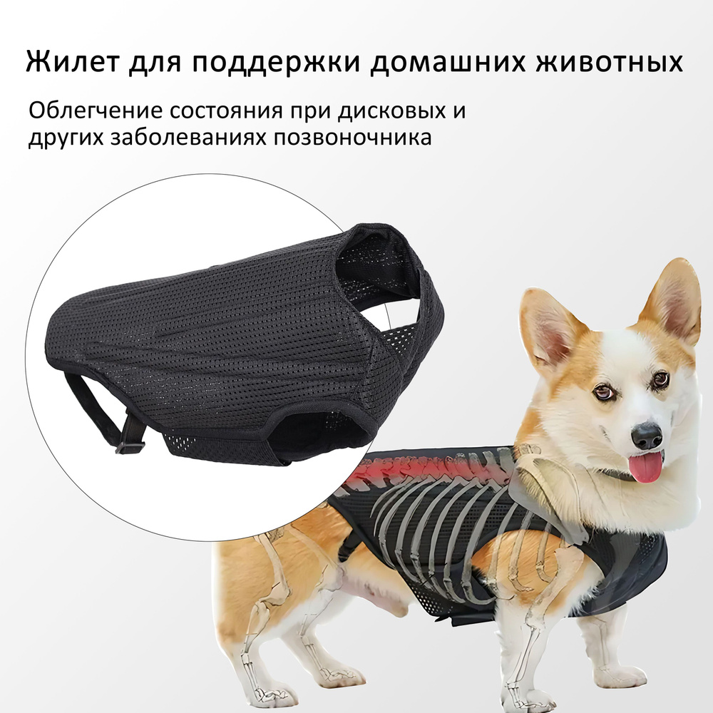 Корсет для спины собаки при болезни межпозвоночных дисков (IVDD ...