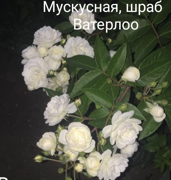 Роза мускусная,шраб Ватерлоо ( WATERLOO) - купить с доставкой по ...