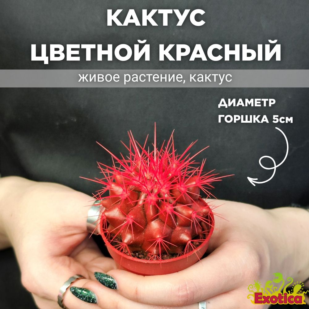 Кактус Цветной Красный (Echinocactus Rainbow Red) D5см #1