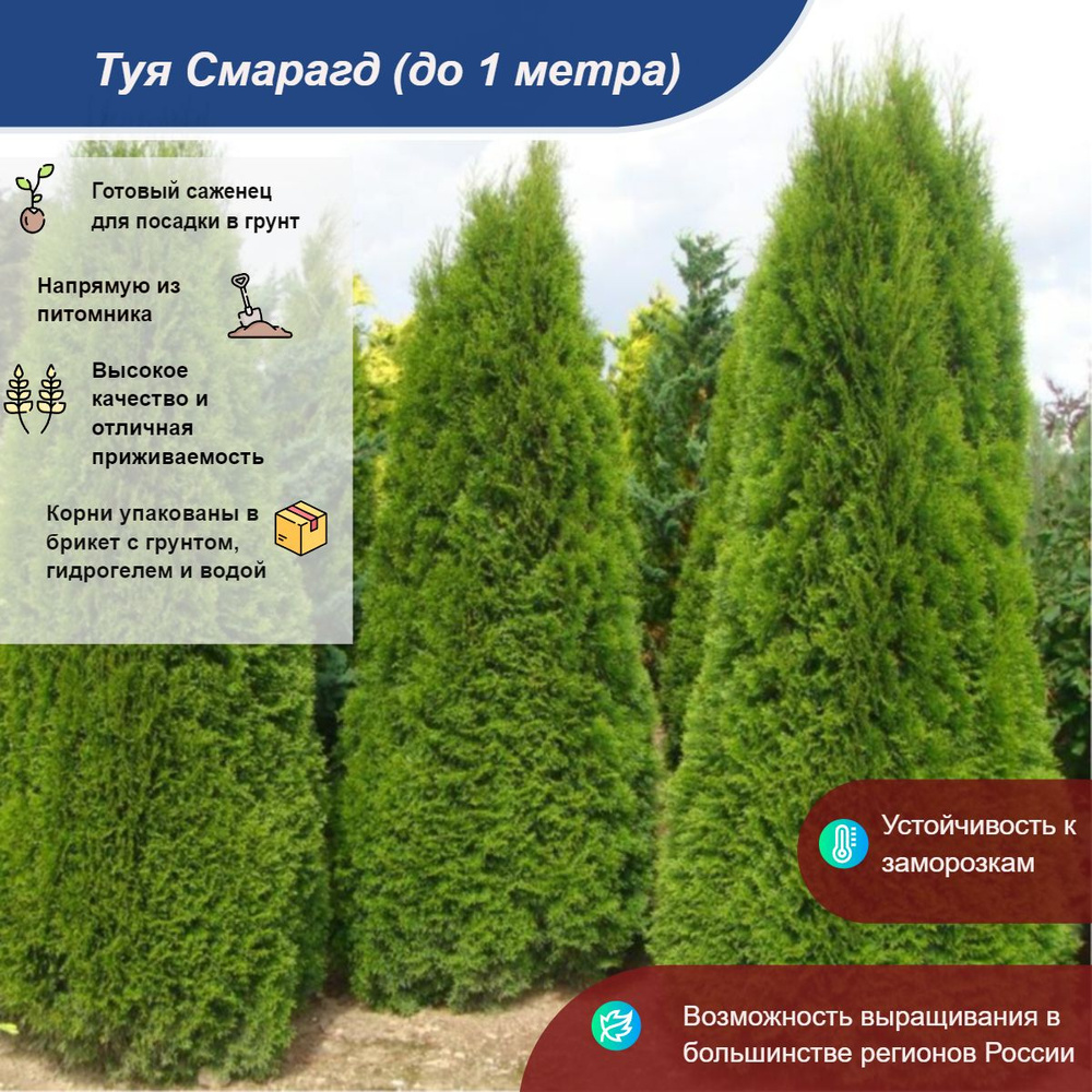 Саженец #1