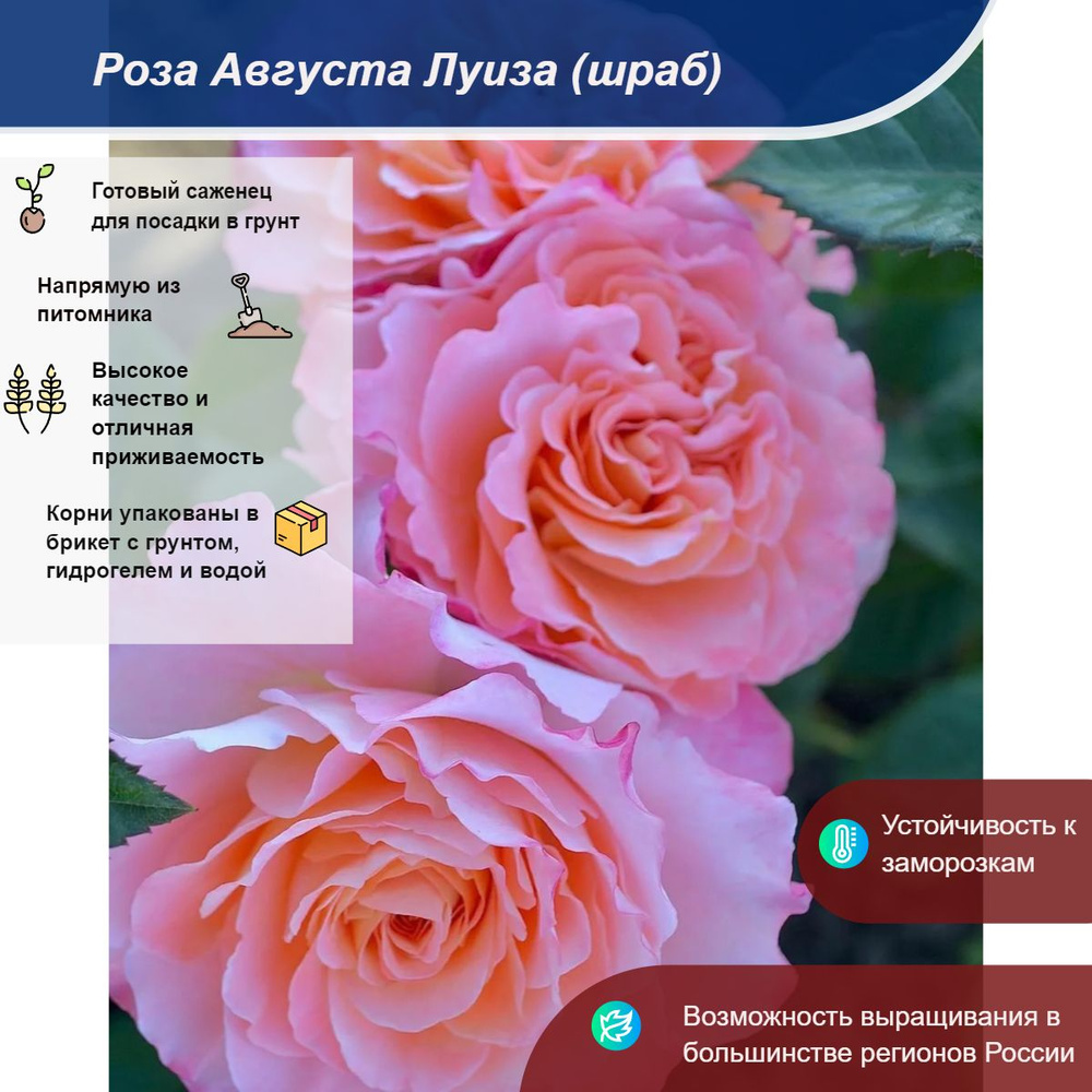 Саженец #1
