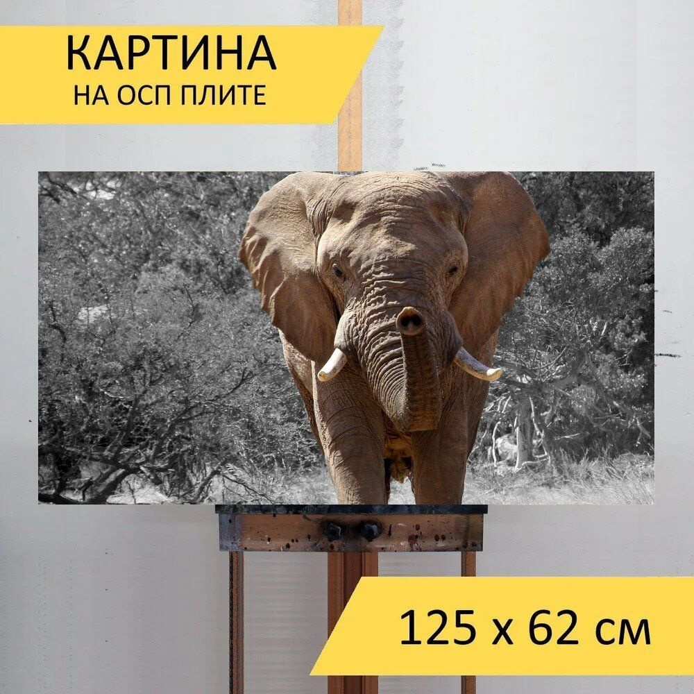 LotsPrints Картина "Слон, намибия, африке 86", 125  х 62 см #1