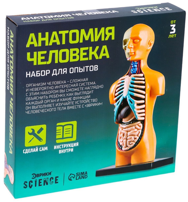 Анатомическая 3D модель "Анатомия человека", игровой набор для опытов ...
