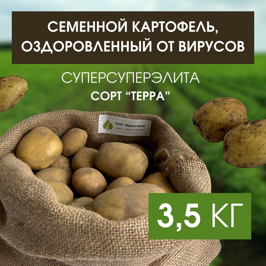 картофель терра.