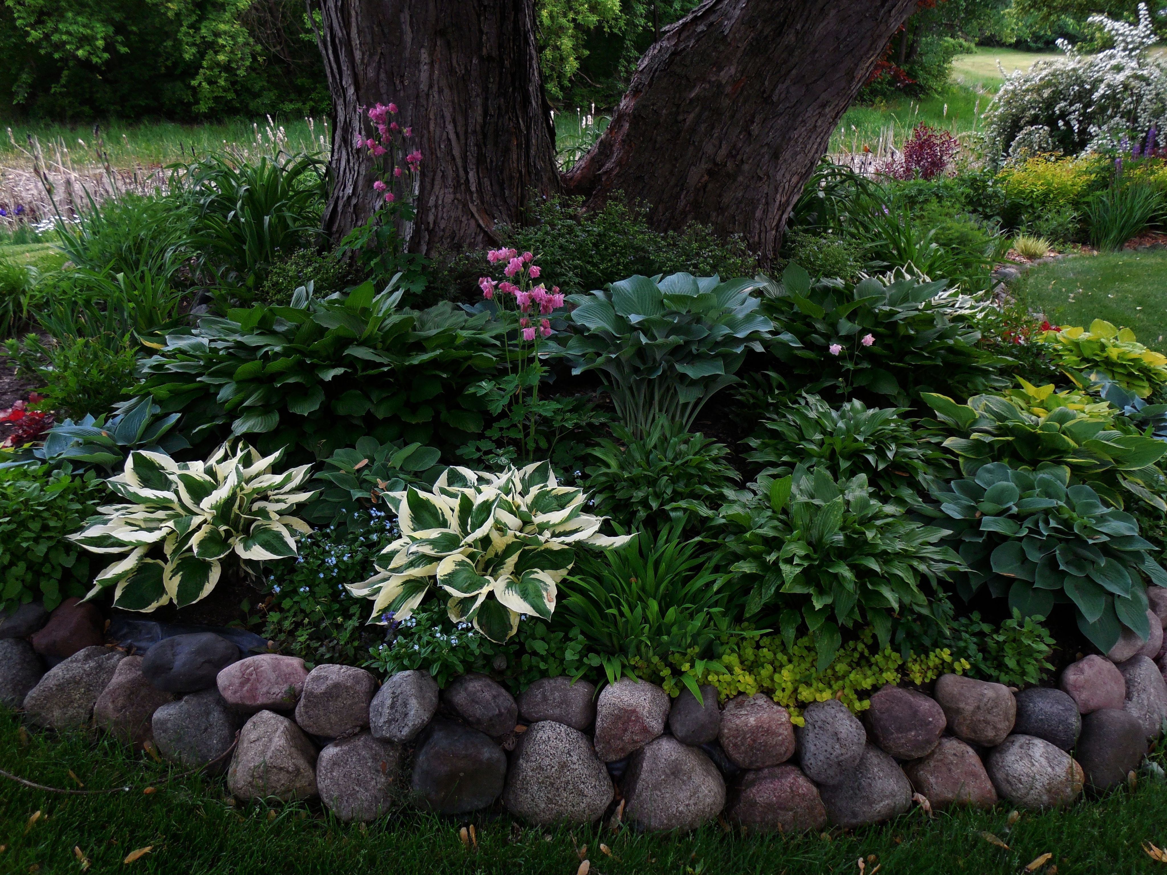 Куст гортензии с розовыми соцветиями