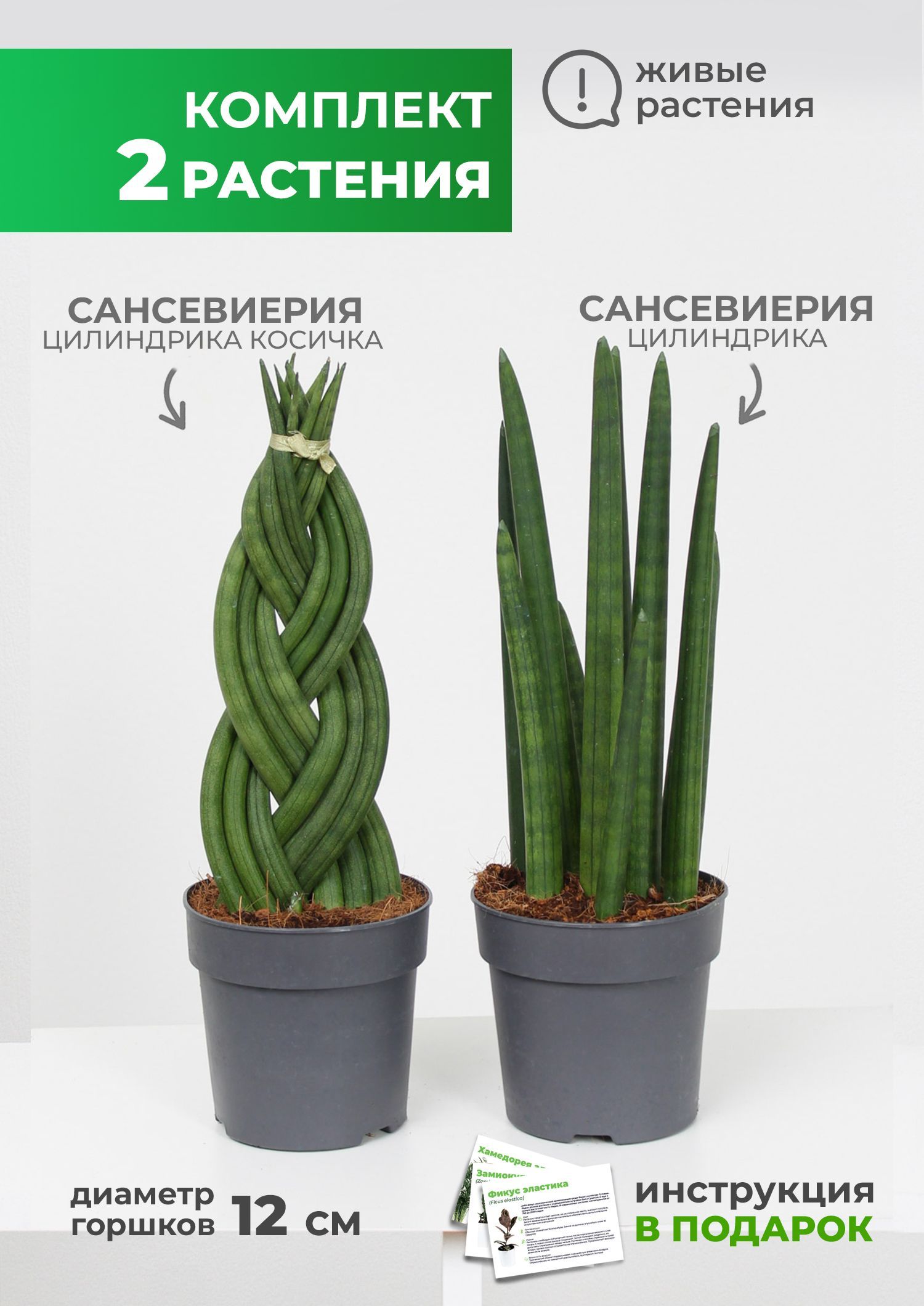 Сансевиерии купить в Москве, виды, фото, сорта Sansevieria