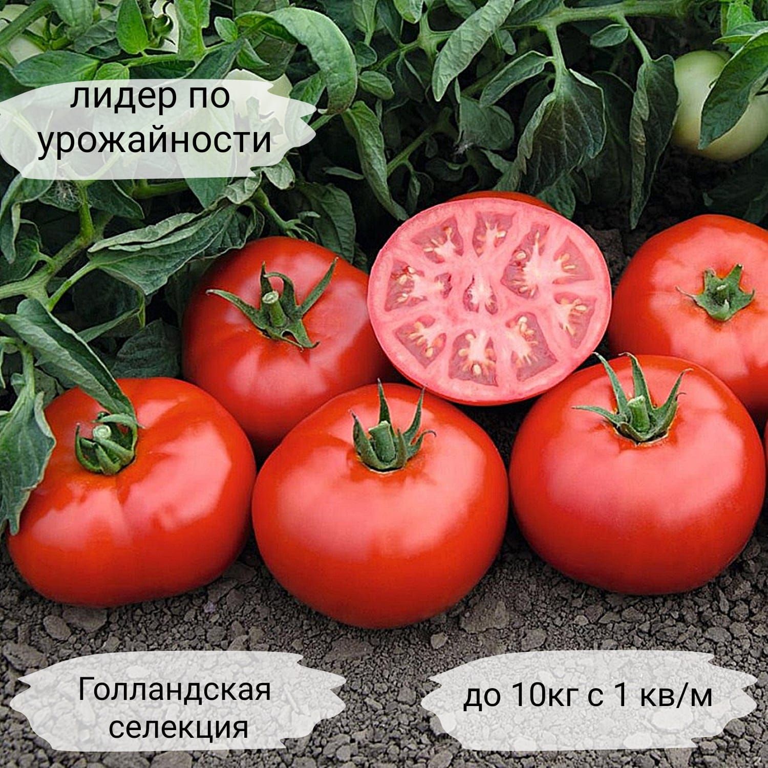 Томат Краснобай