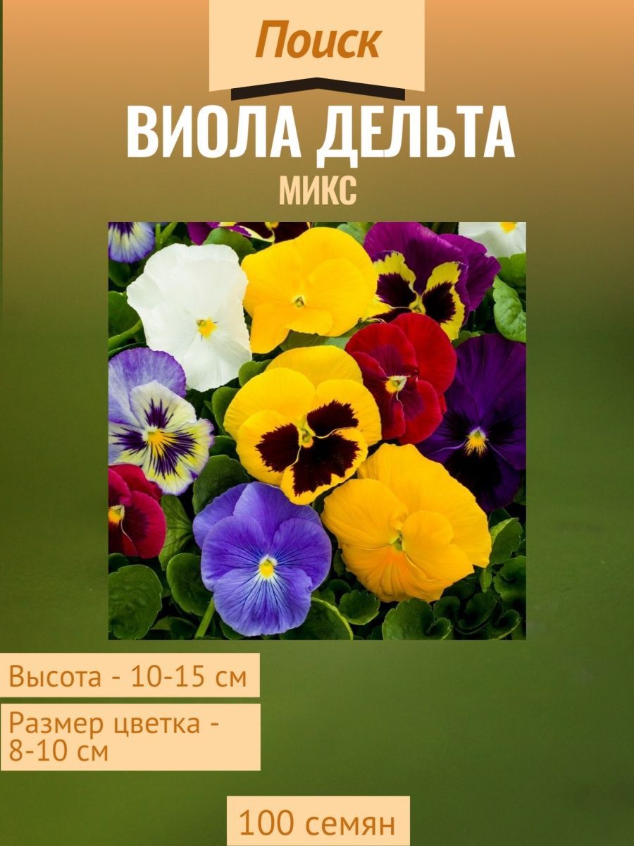 Виолла - солнечный день - 40 фото Виолла - солнечный день - 40 фото