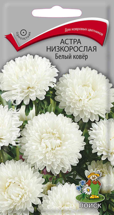 Когда сажать астры на рассаду и как это делать - Лайфхакер