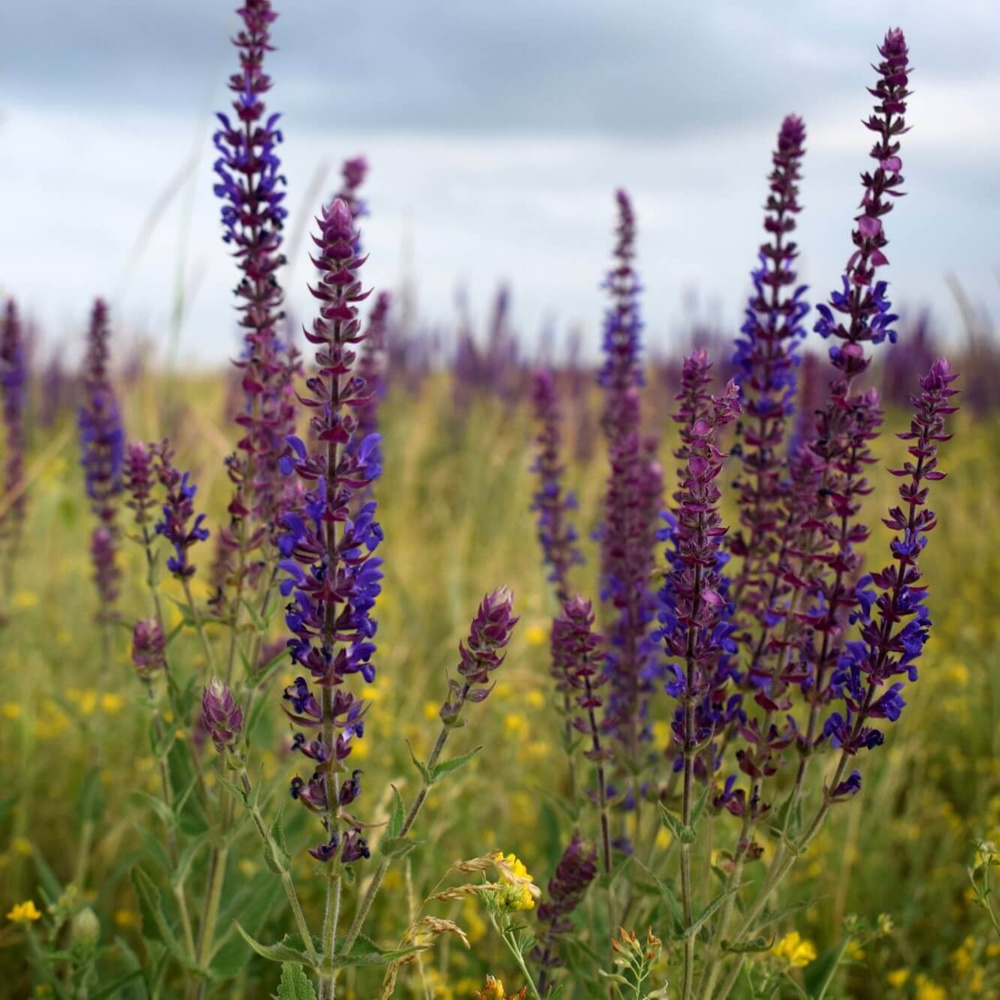 Шалфей дубравный ostfriesland. Как называется шалфей. Как называется шалфей. Salvia superba шалфей дубравный. Как называется шалфей.