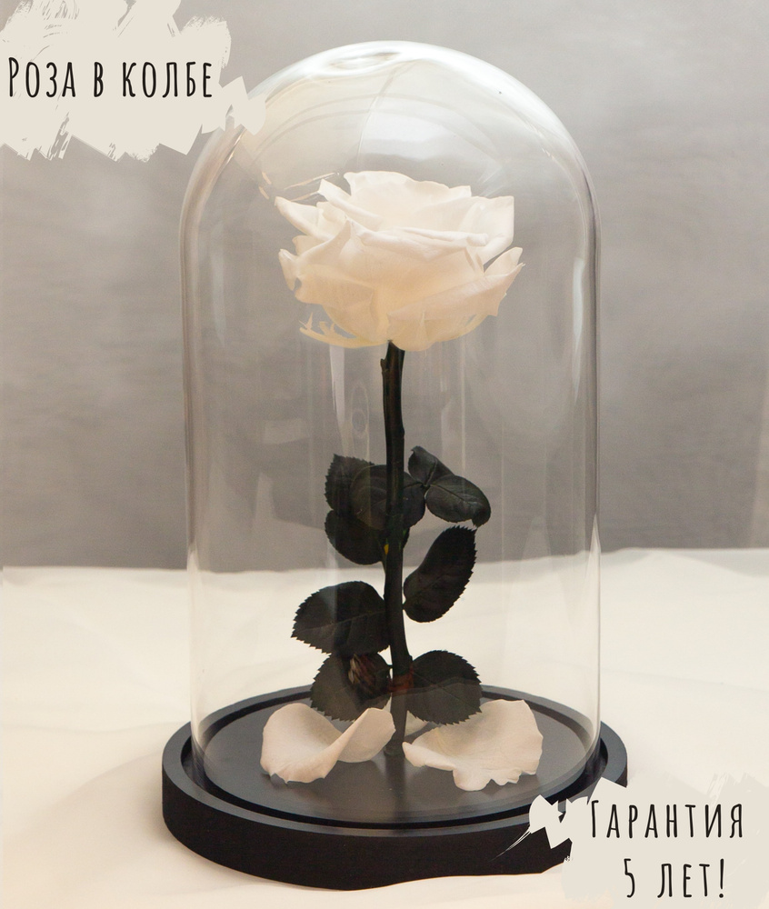 Стабилизированные цветы в стекле RozaRose Роза, 27 см, 1300 гр, 1 шт купитьпо выгодной цене в интернет-магазине OZON (174887024)