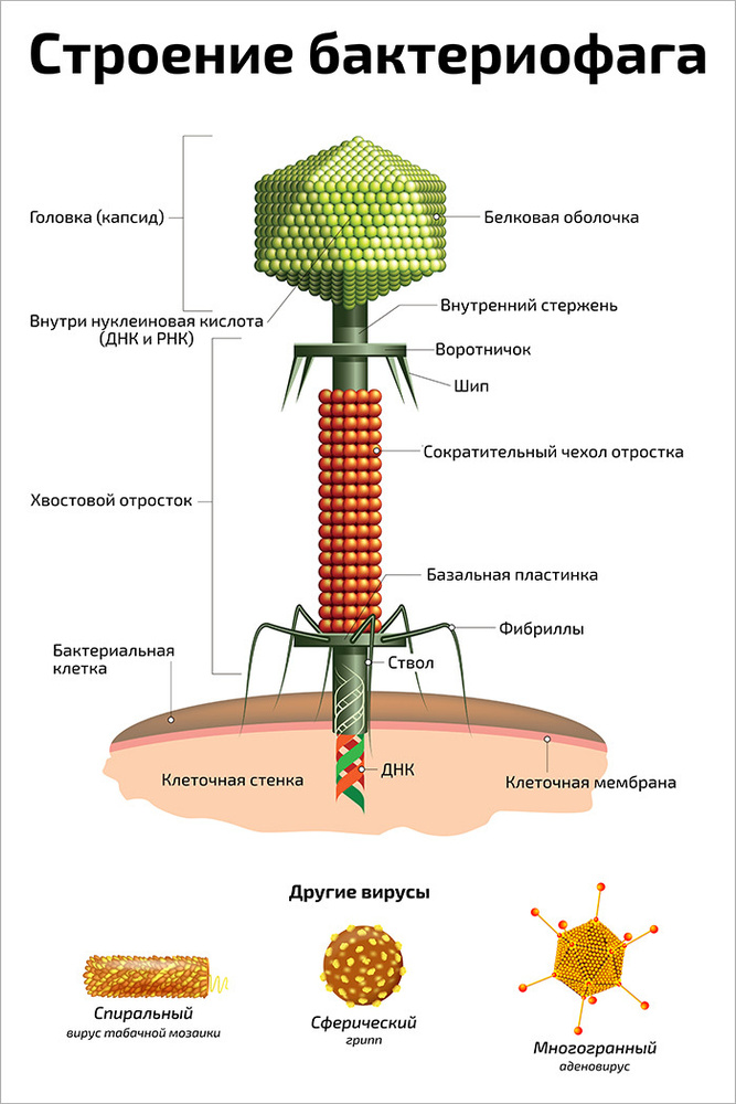 Бактериофаг строение. Строение бактериофага. Структура бактериофага. Бактериофаги по биологии. Бактериофаг биология строение.