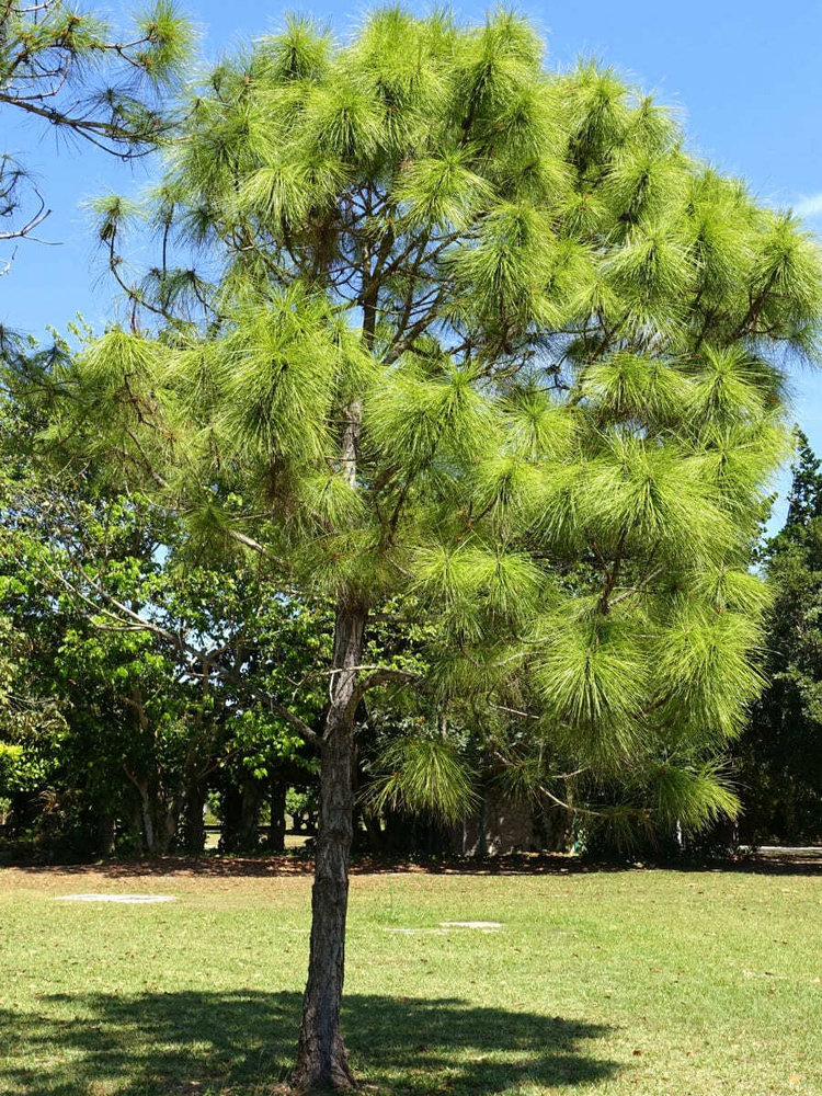 Семена Сосна Эллиота (Pinus elliottii), 10 штук #1