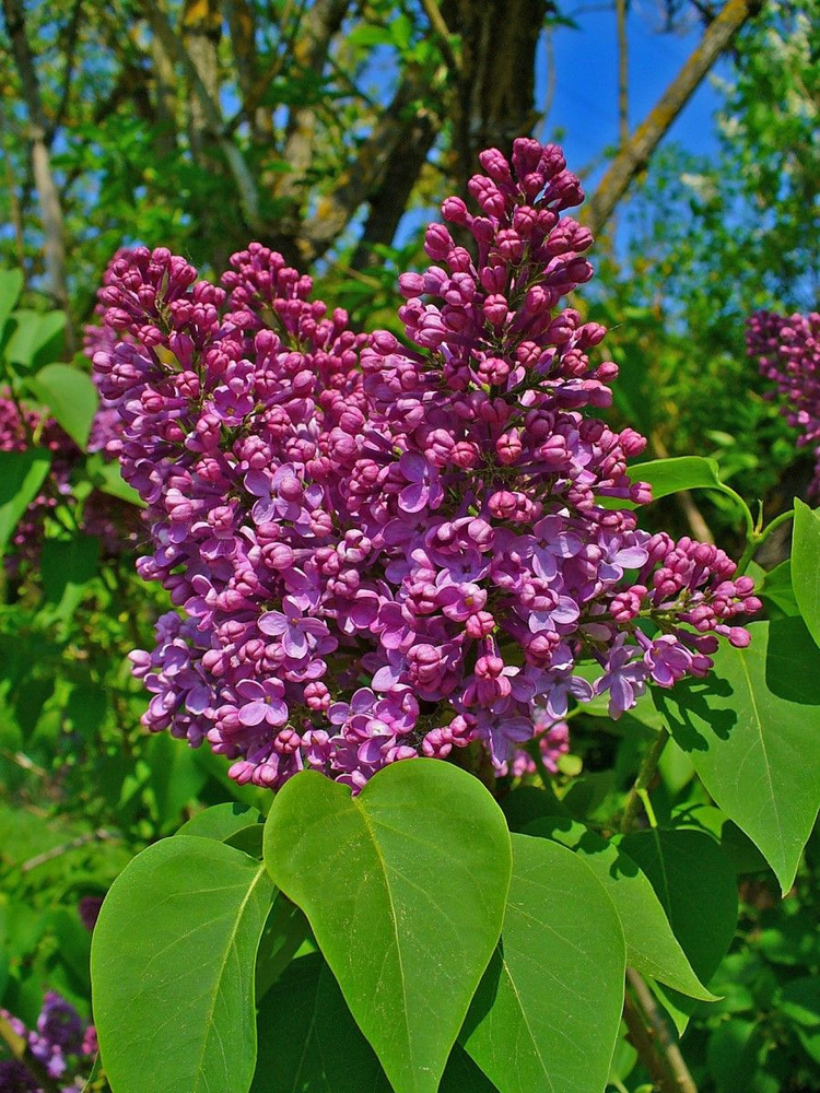 Семена Сирень обыкновенная (Syringa vulgaris), 25 штук #1