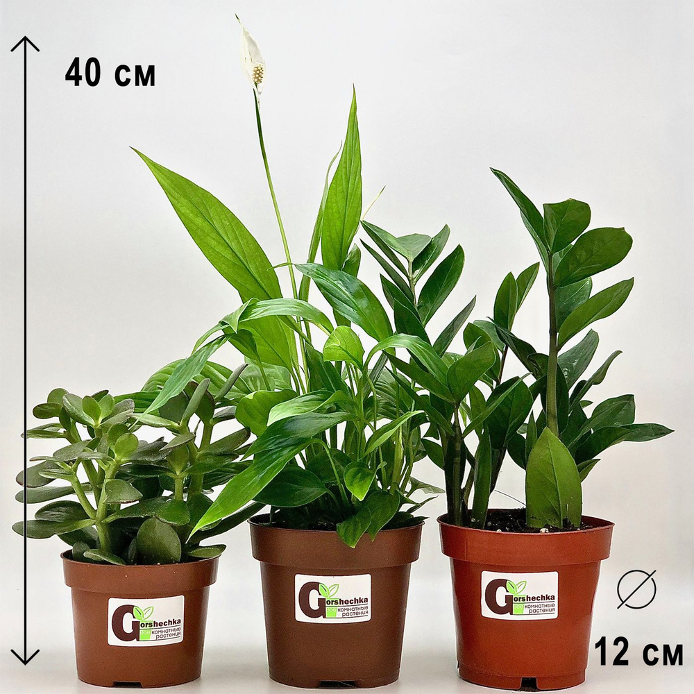 Набор 3 растения (d12): Крассула Овата, Спатифиллум, Замиокулькас, высота  20-35см