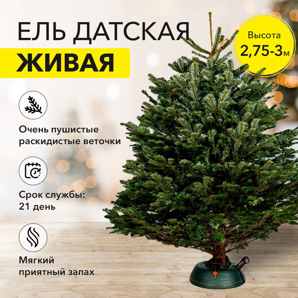 PREMIUM Пихта Нордмана новогодняя (Датская елка) 2.75 - 3 м