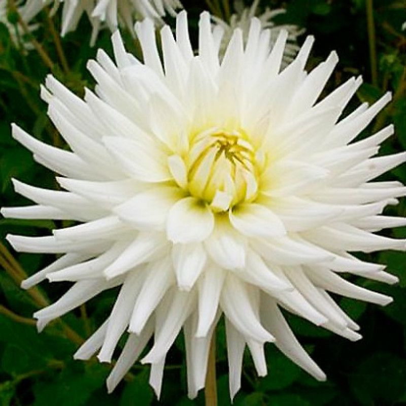 Георгины вайт. Уайт стар георгин. Георгины вайт. Георгин saint martin. Георгины вайт.