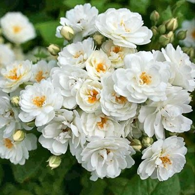 Саженец Роза Ватерлоо (мускусные гибриды) - купить с доставкой по ...