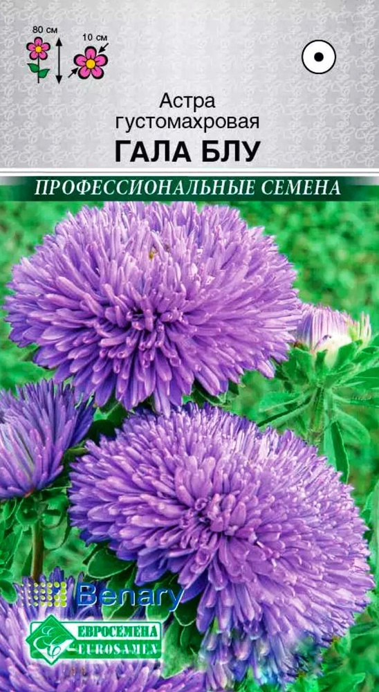 Астра ГАЛА БЛУ густомахровая, 1 пакет, семена10 шт, Евросемена  #1