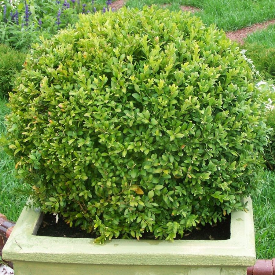 Семена Самшит китайский мелколистный (Buxus sinica), 10 штук