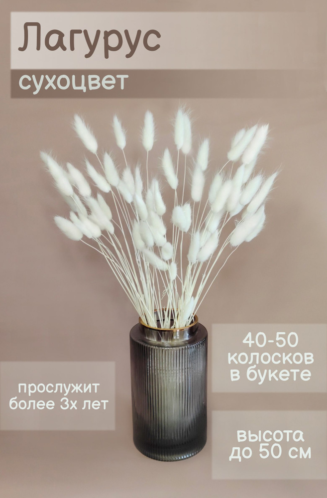 Сухоцветы Лагурус, 50 см, 100 гр, 50 шт #1