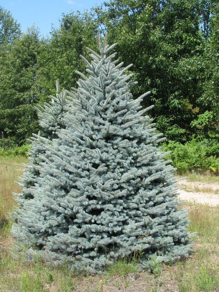 Семена Ель голубая Кайбаб (Picea pungens glauca kaibab), 20 штук #1