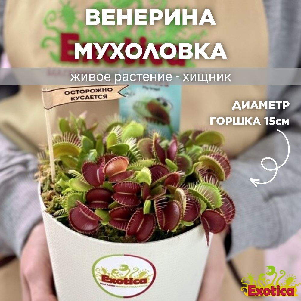 Как содержать Венерину мухоловку (Dionaea muscipula)