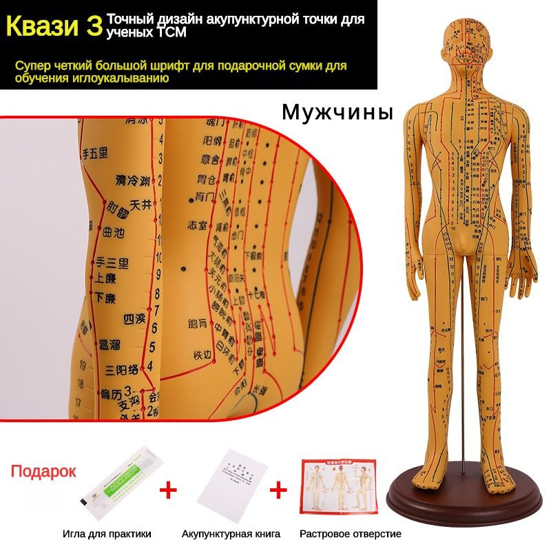 Модель акупунктурных точек и меридианов в человеческом теле - обучение ...