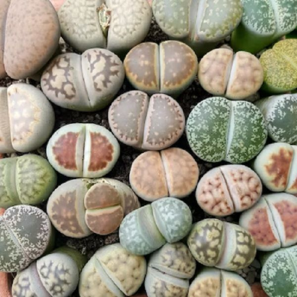 Суккулент Lithops mix, Литопс микс, семена 10 штук #1