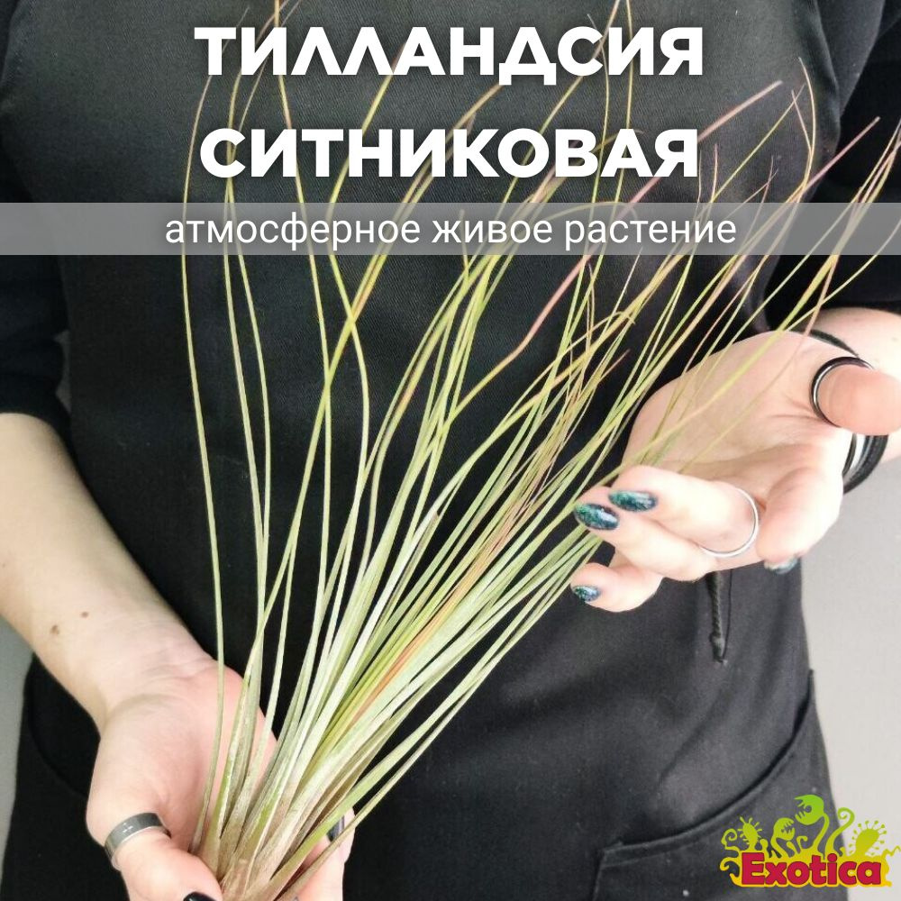 Тилландсия Ситниковая (Tillandsia Juncea), атмосферное растение  #1