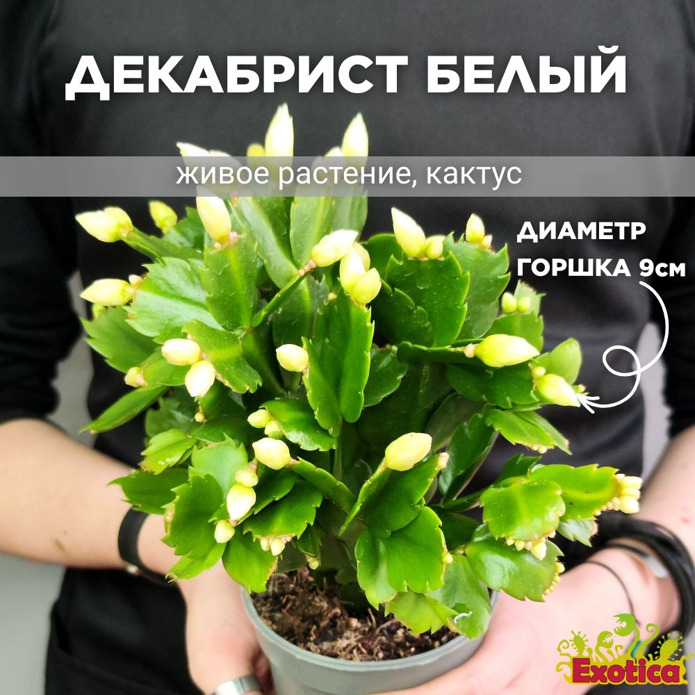 Декабрист Белый, или Шлюмбергера (Schlumbergera Tendenza White) D9см #1