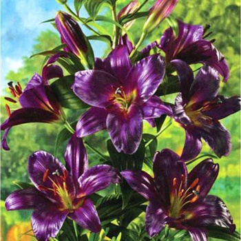 Черные лилии: лучшие сорта и особенности их выращивания