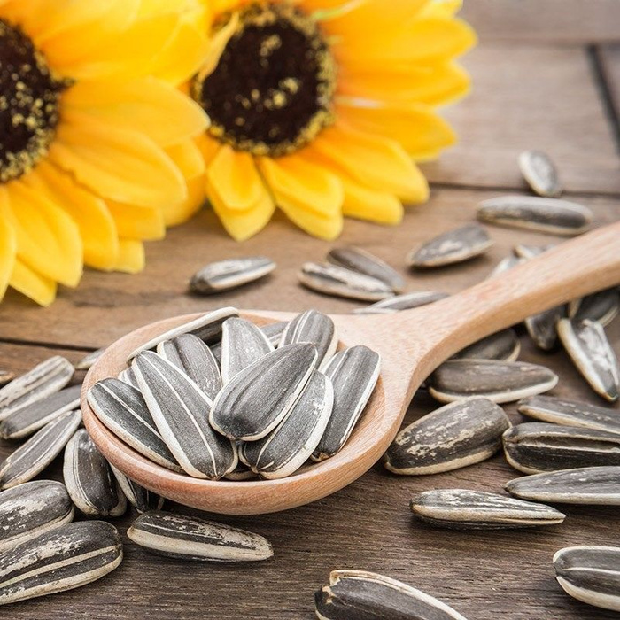 Израильские семечки подсолнуха. Семечки подсолнечника польза. Семечки. Семена богатые минералами. Семена для зимующих птиц.