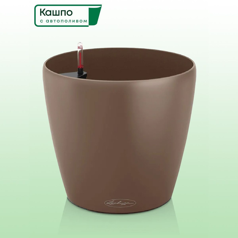 большой глиняный горшок. привитый саженец грецкого ореха. прорастить грецкий орех. лечуза для алоказий отзывы пон. горшок орех.