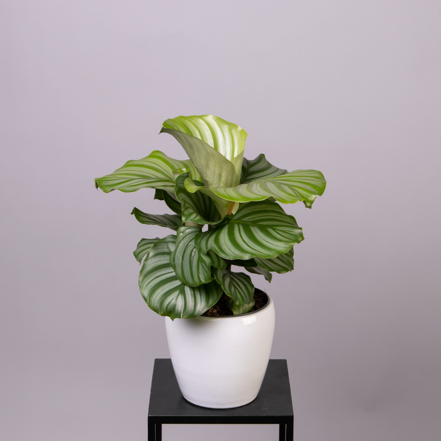 Calathea орбифолия