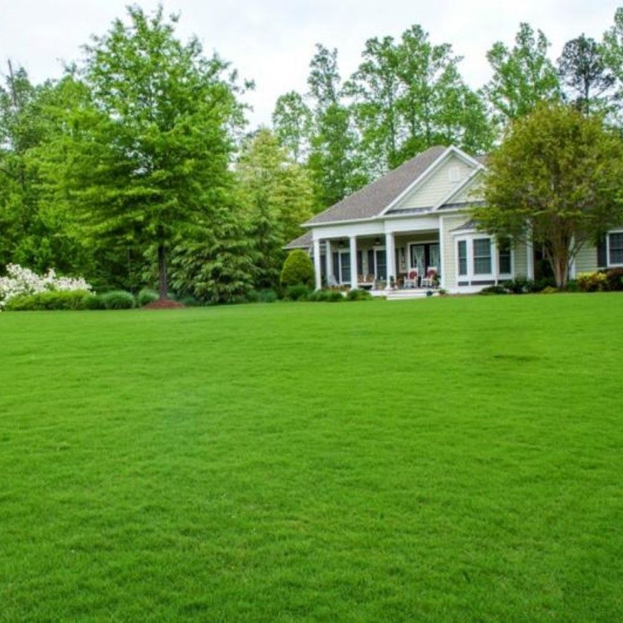 Газонные травы, Различные травы Canada Green Газон Солнцеустойчивый ...